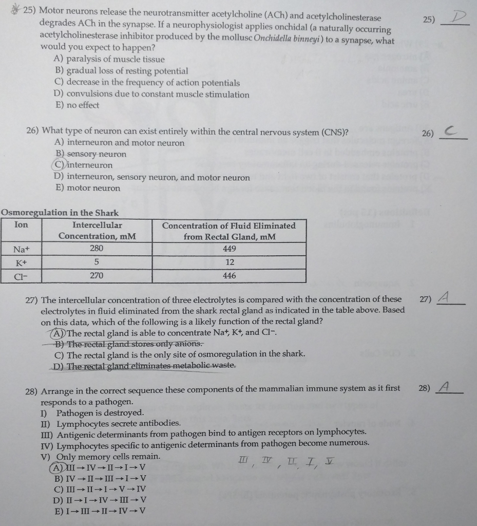 Solved Motor neurons release the neurotransmitter | Chegg.com