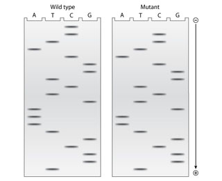 Solved The two gels illustrated below contain | Chegg.com