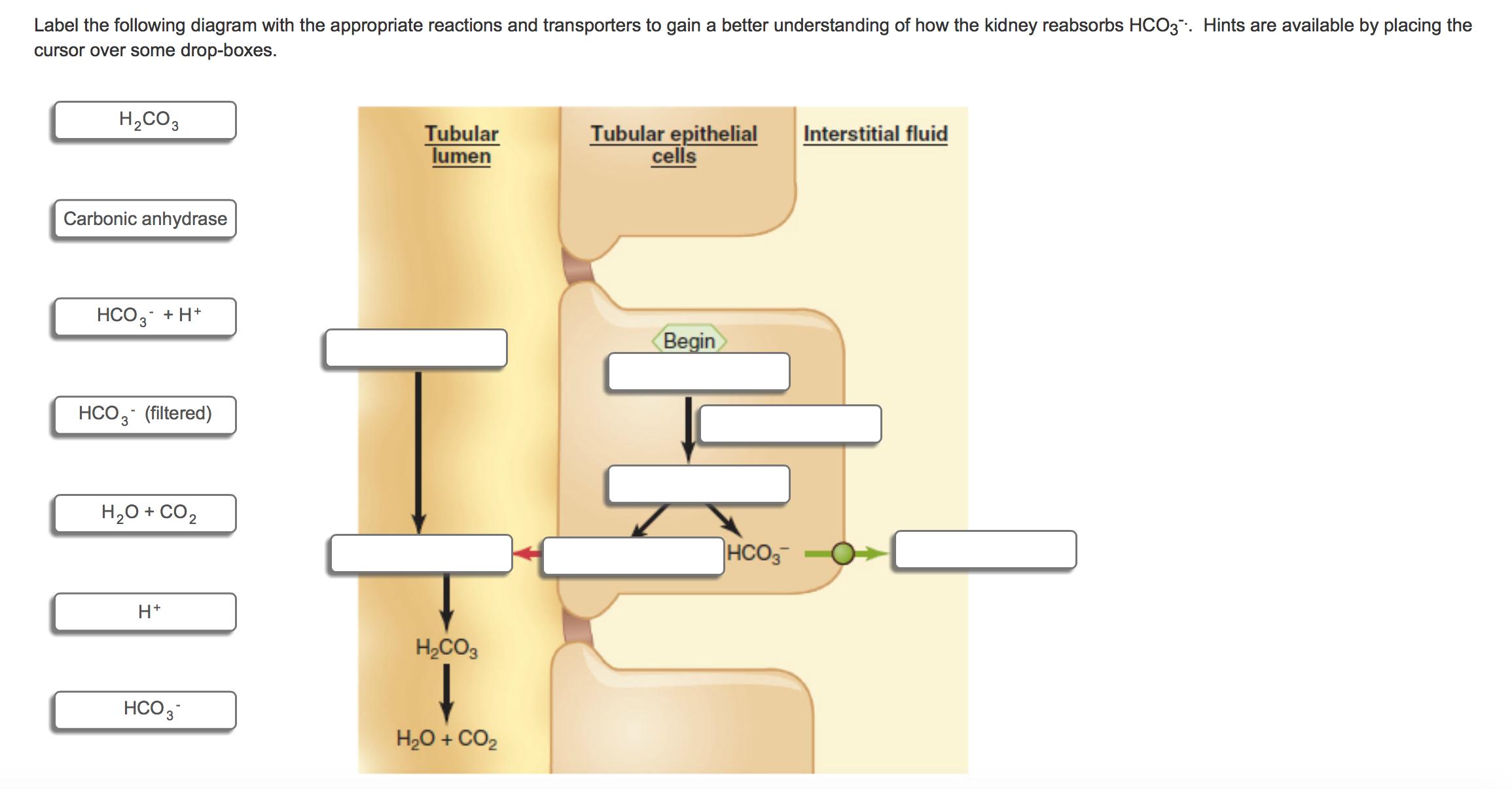Solved Label the following diagram with the appropriate | Chegg.com
