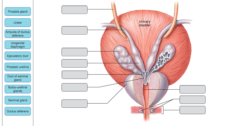 solved-prostate-gland-uri-bladder-ureter-ampulla-of-ductus-chegg