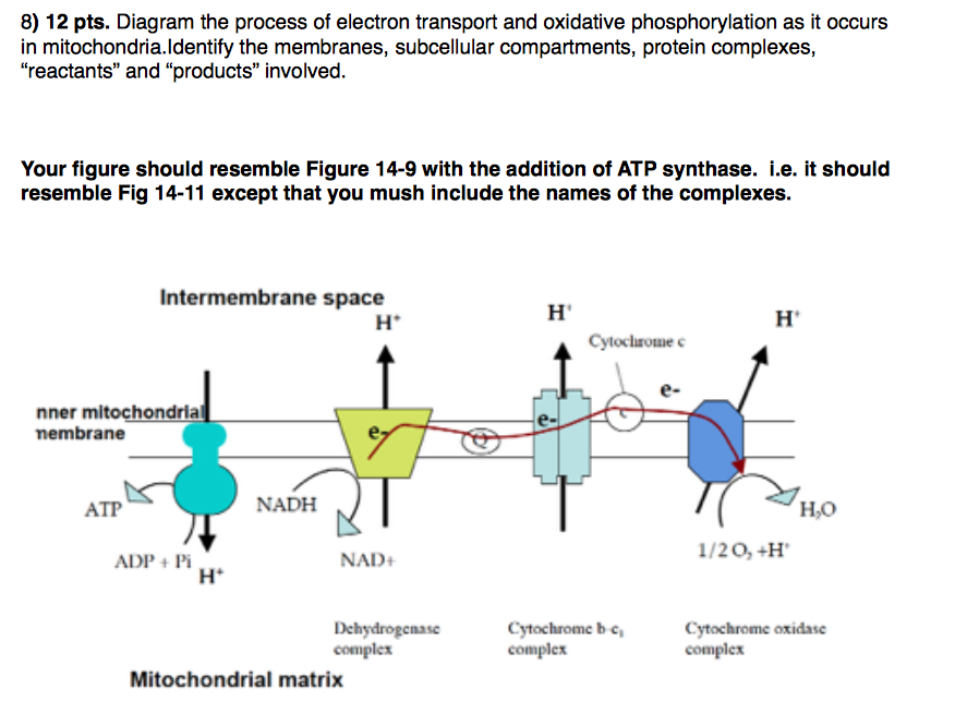Solved 8) 12 pts. Diagram the process of electron transport | Chegg.com