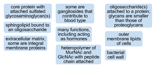 Proteoglycan Vs Glycoprotein