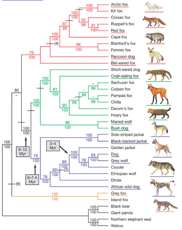 Solved The Evolutionary Tree (from Whether Dogs Are Derived | Chegg.com