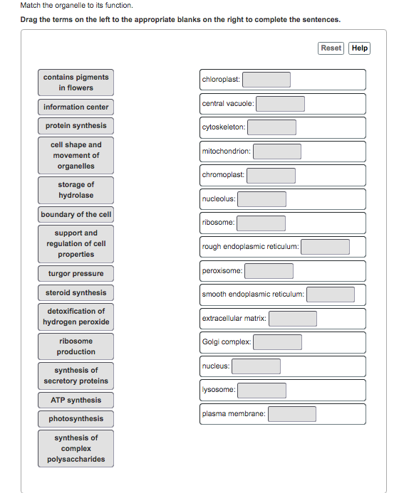 Solved: Match The Organelle To Its Function. Drag The Term... | Chegg.com