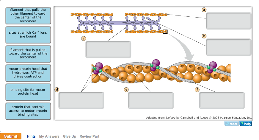 solved-the-thin-filaments-and-thick-filaments-and-their-chegg