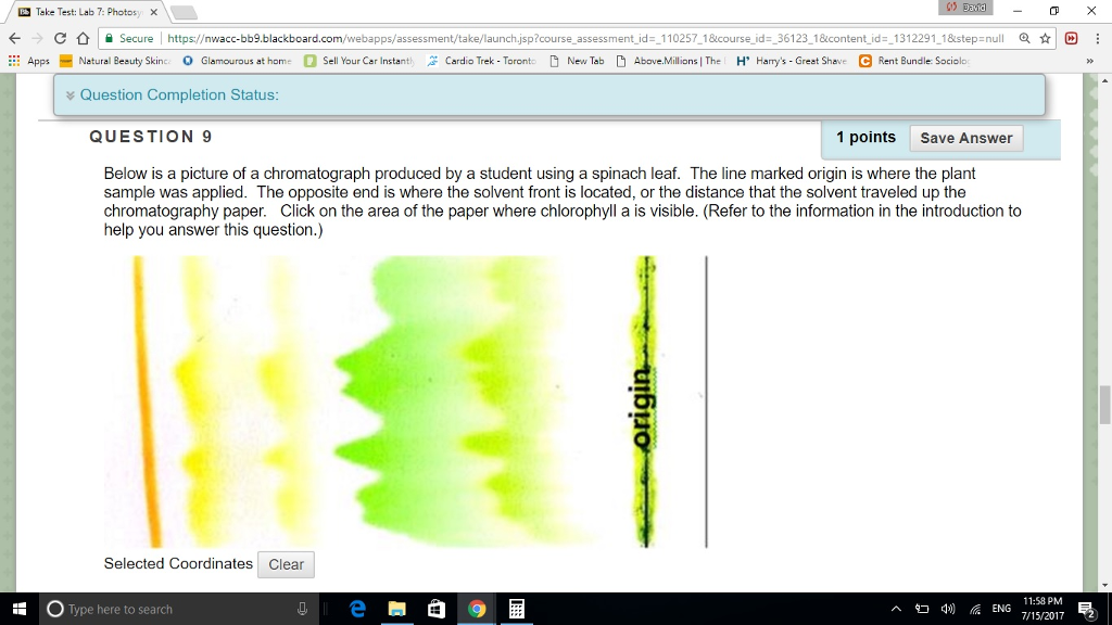 Spinach Leaves Chromatography