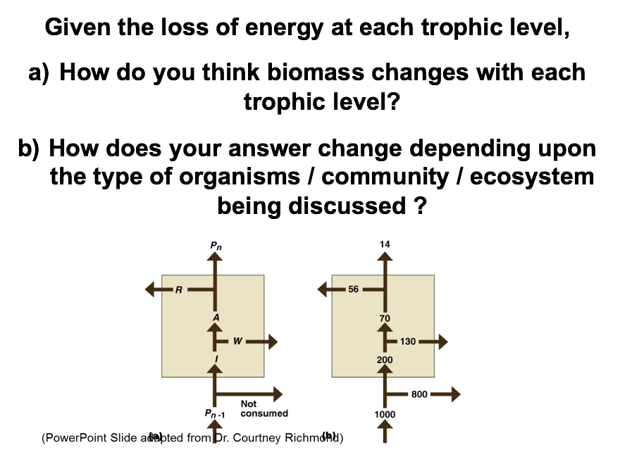 Solved Given The Loss Of Energy At Each Trophic Level, A) | Chegg.com