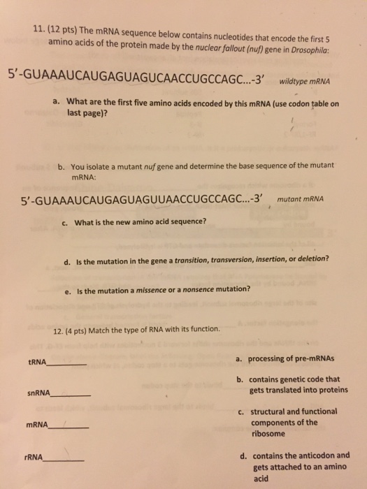 Solved The mRNA sequence below contains nucleotides that | Chegg.com