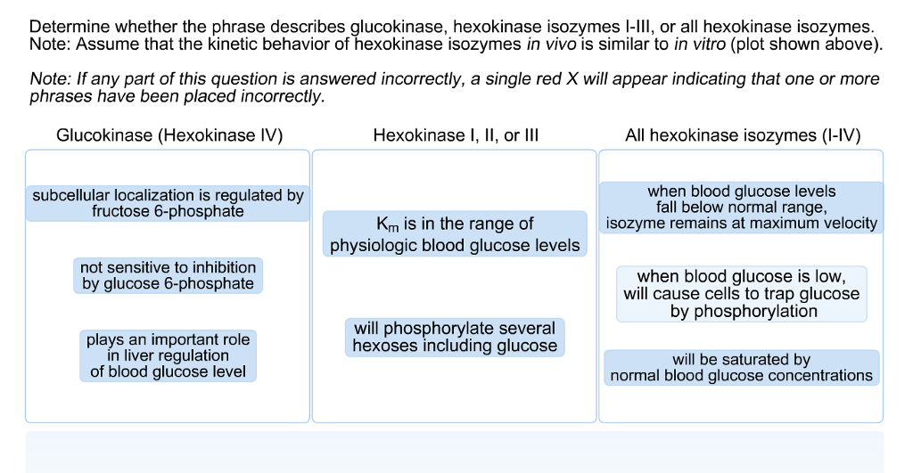 Solved Determine whether the phrase describes glucokinase, | Chegg.com