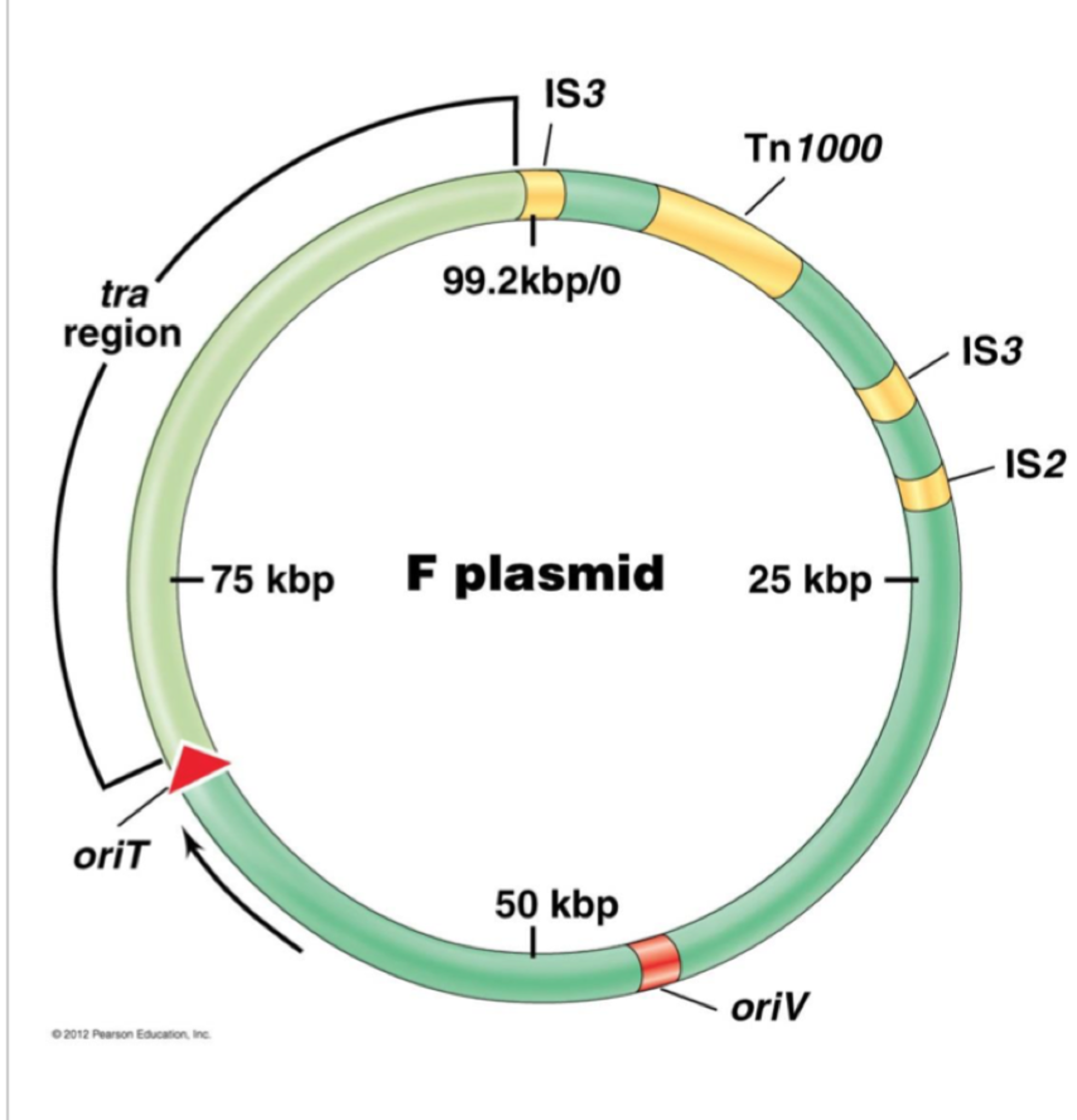 Origin Of Transfer Plasmid