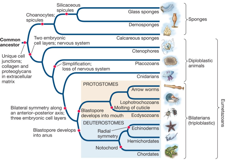 Solved Use the cladogram below to answer the following | Chegg.com