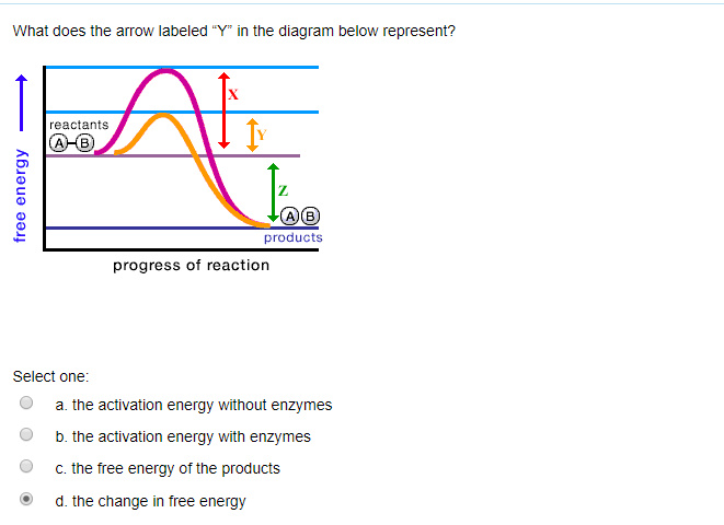 Solved What does the arrow labeled "Y" in the diagram below | Chegg.com