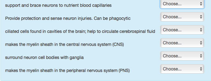 Solved Choose... support and brace neurons to nutrient blood | Chegg.com