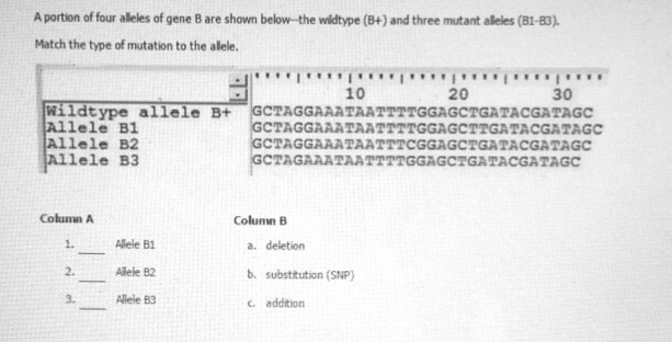 Solved A Portion Of Four Alleles Of Gene B Are Shown Below 1168