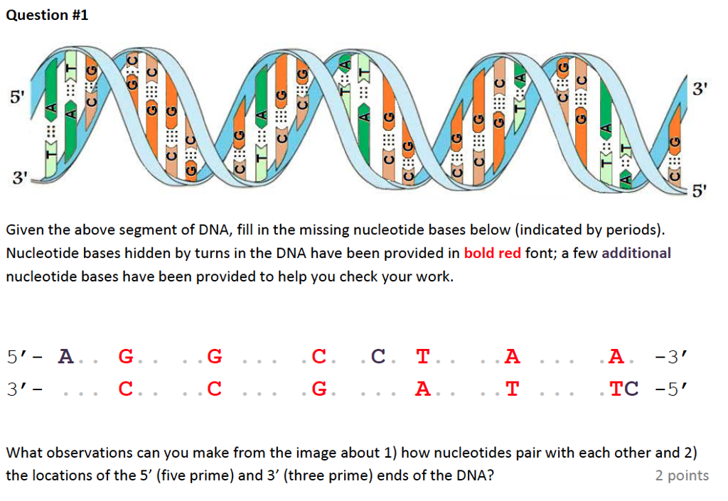 Solved Question 1 U 3' Given the above segment of DNA,