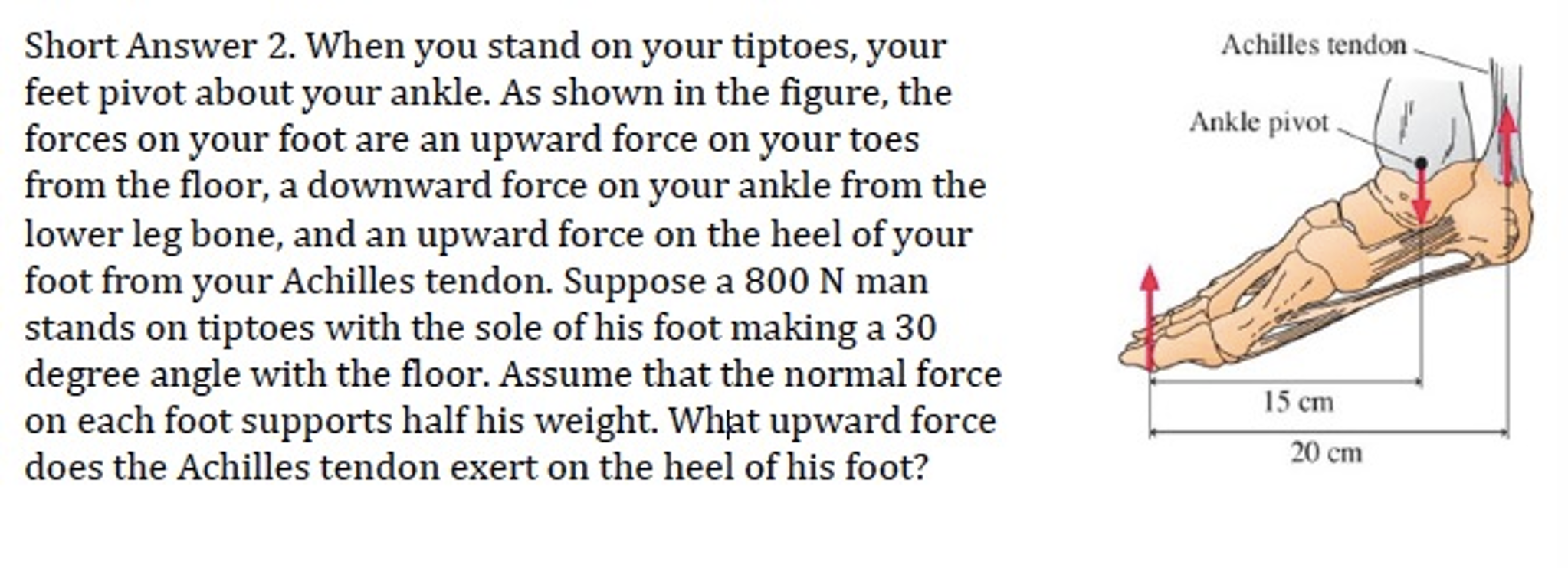 Solved When you stand on your tiptoes, your feet pivot about