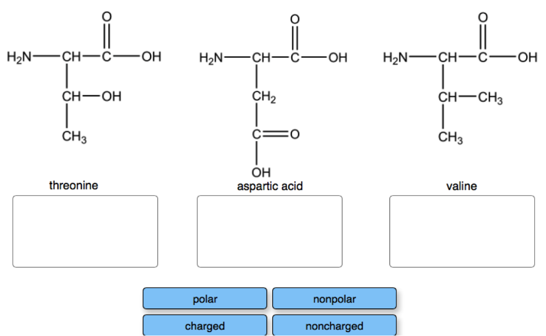 Solved All amino acids contain the same framework an