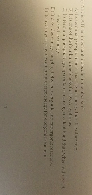 Solved why is atp an important molecule in metabolism a chegg