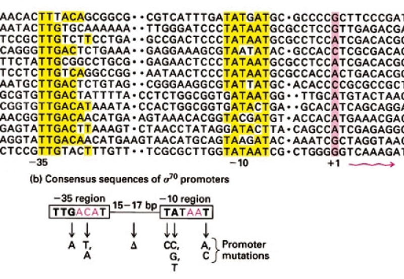 solved-i-have-excerpted-a-short-section-of-the-actual-dna-chegg