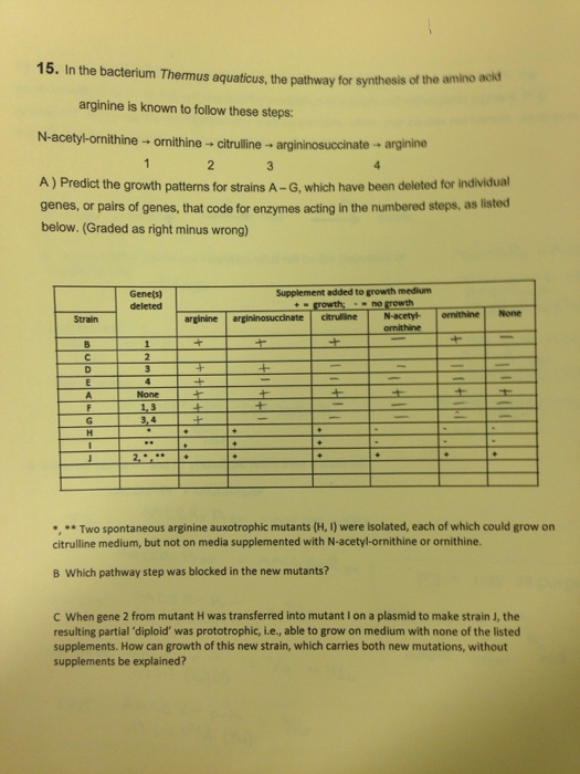Solved Bacterium Thermus aquaticus and pathway for synthesis
