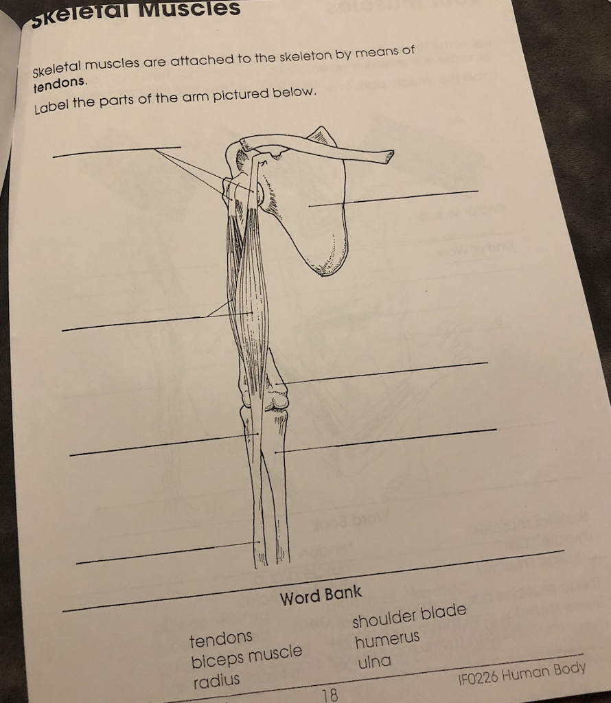 Solved skeletal Muscles skeletal muscles are attached to the | Chegg.com