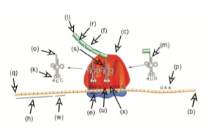 Solved 1.what stage of gene expression is shown in the | Chegg.com
