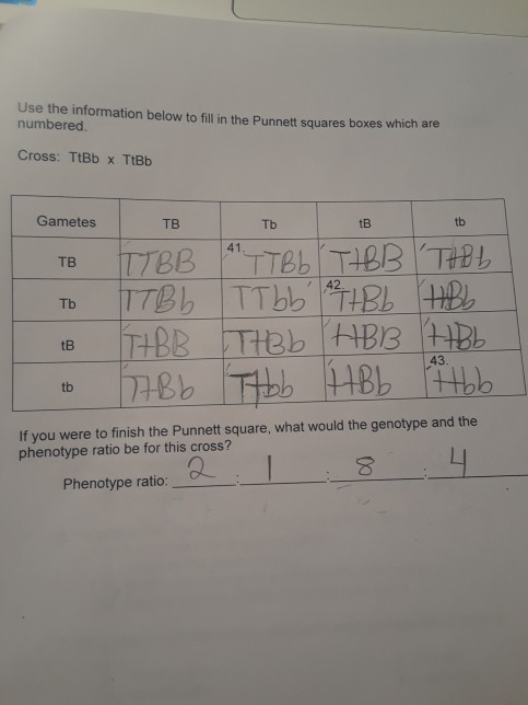 Solved Use the information below to fill in the Punnett | Chegg.com