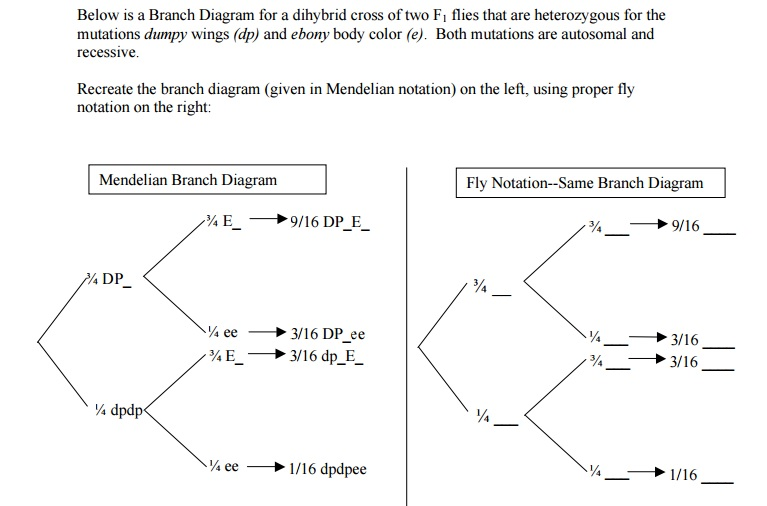 Solved Below is a Branch Diagram for a dihybrid cross of two
