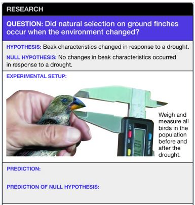 hypothesis experiment shown figure prediction experimental which accurate statement made solved changed occur finches environment selection most ground natural when