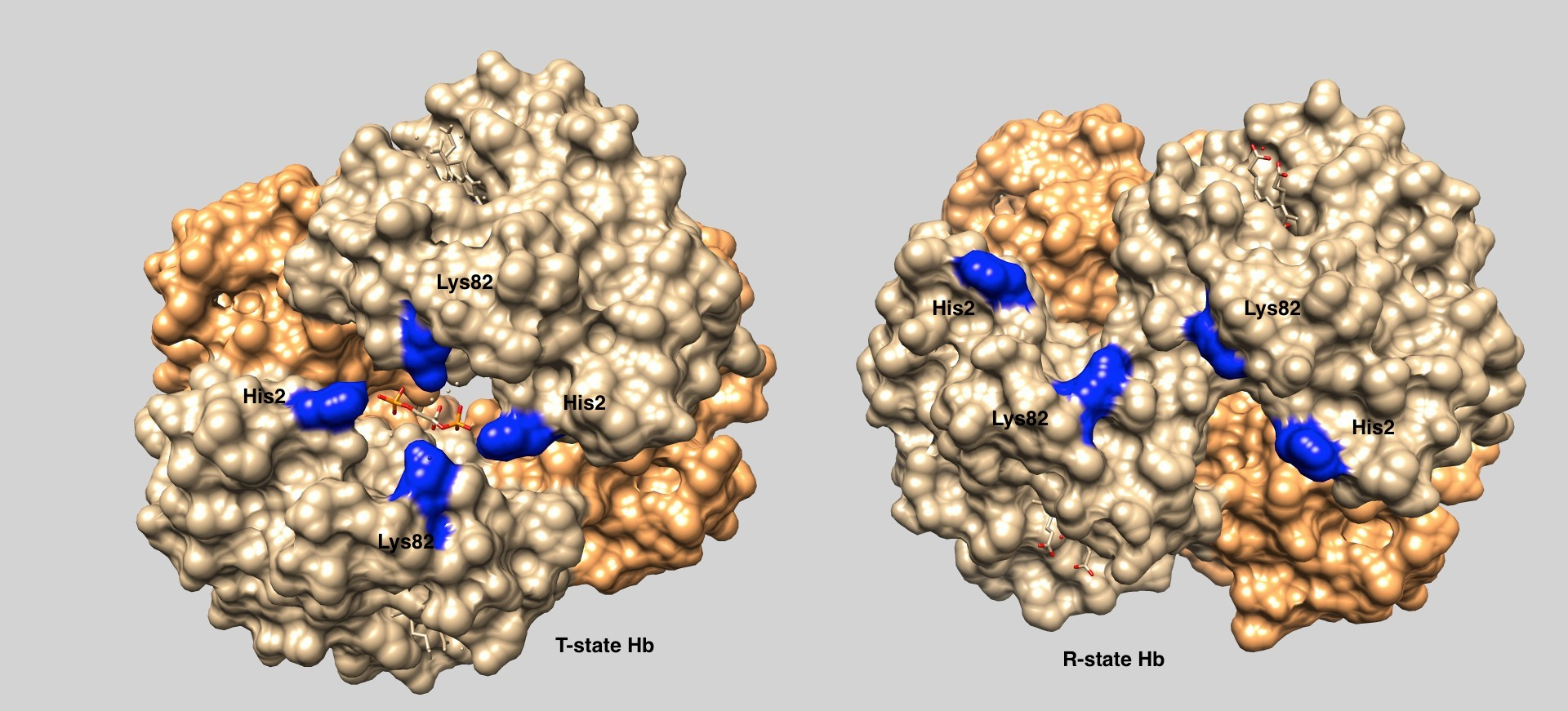 Solved Examine the figure illustrating T-state and R-state | Chegg.com