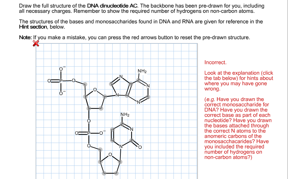 Solved Draw the full structure of the DNA dinucleotide AC. | Chegg.com