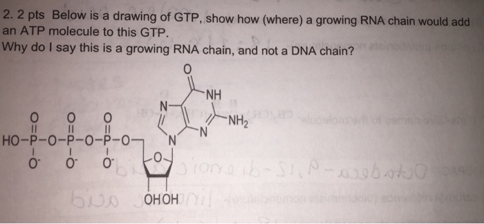 Solved Below Is A Drawing Of Gtp, Show How (where) A Growing 