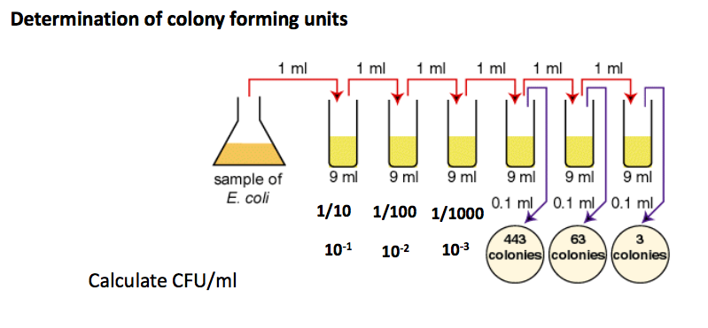 Greater Than 10000 Colony Forming Units