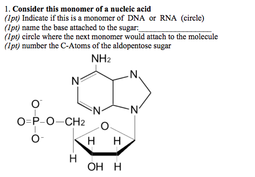 Solved 1. Consider this monomer of a nucleic acid (lpt) | Chegg.com