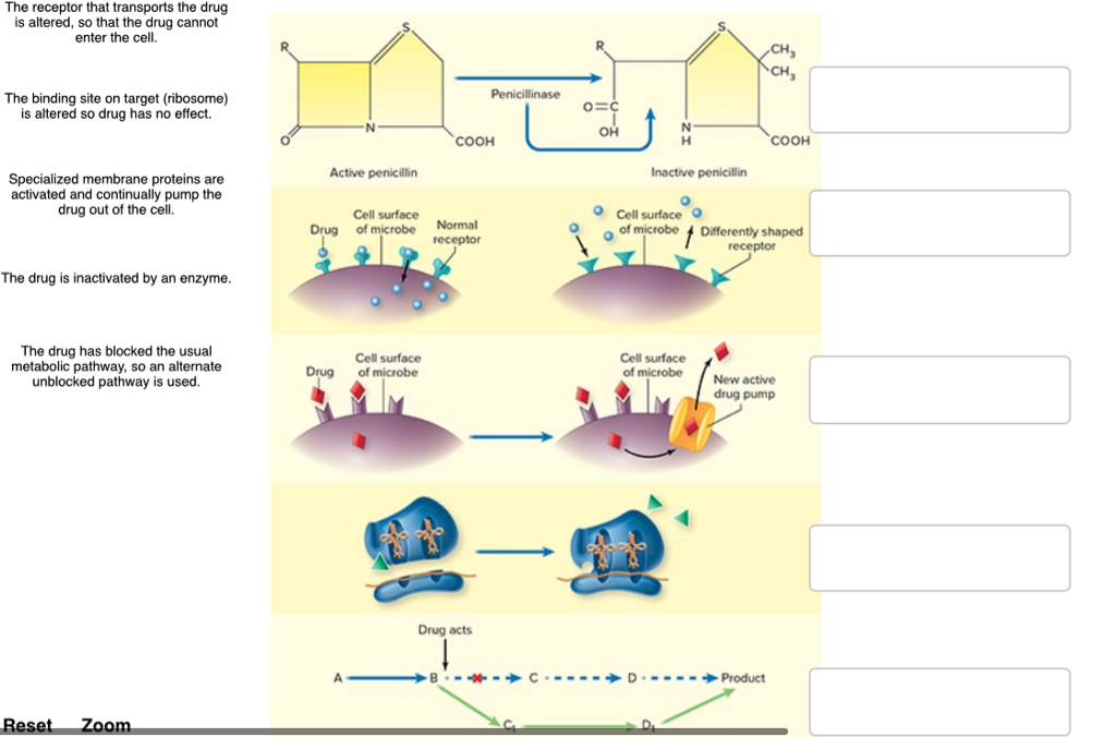 Solved Label The Image To Assess Your Understanding Of How | Chegg.com