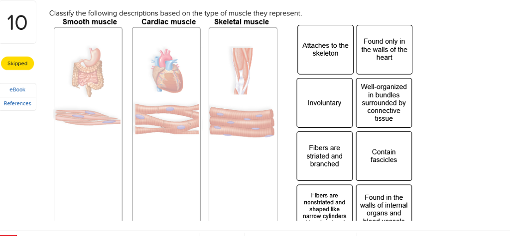 Solved: Body Temperature Homeostasis Circulatory System Ho... | Chegg.com