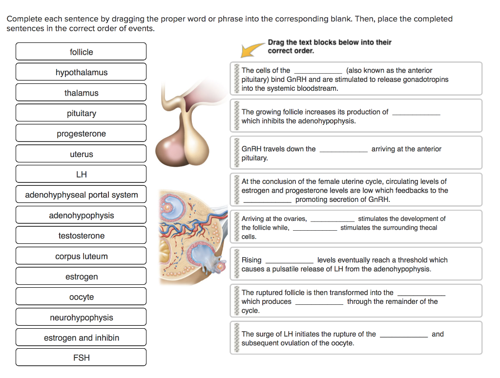 Solved Complete each sentence by dragging the proper word or