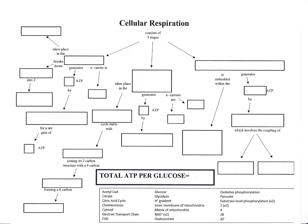 Solved Cellular Respiration consists of 3 stages takes place | Chegg.com