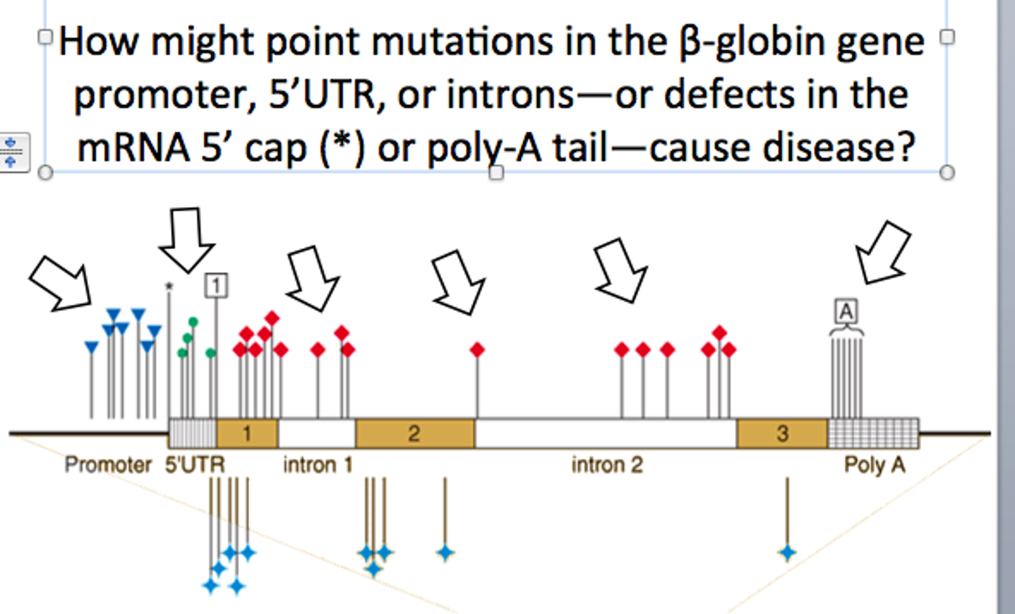 Solved How might point mutations in the betaglobin gene