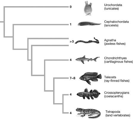 Solved The figure shows the number of Hox gene clusters in | Chegg.com