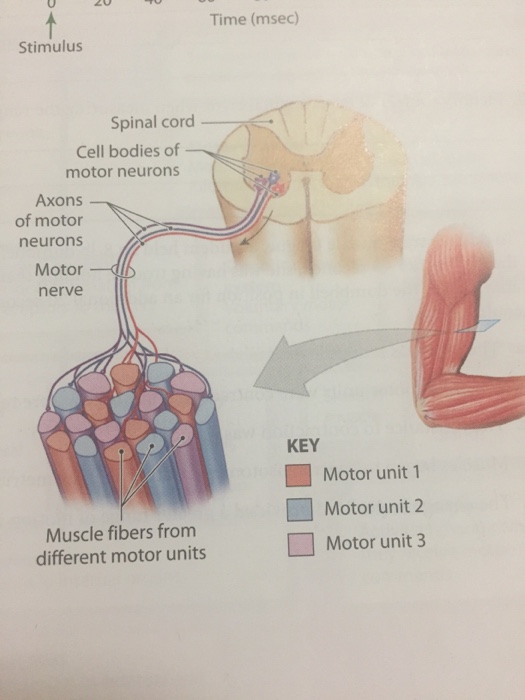 Solved The figure below shows the organization of three | Chegg.com