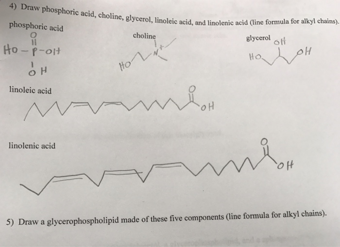 Solved Draw a glycerophospholipid made of these five | Chegg.com