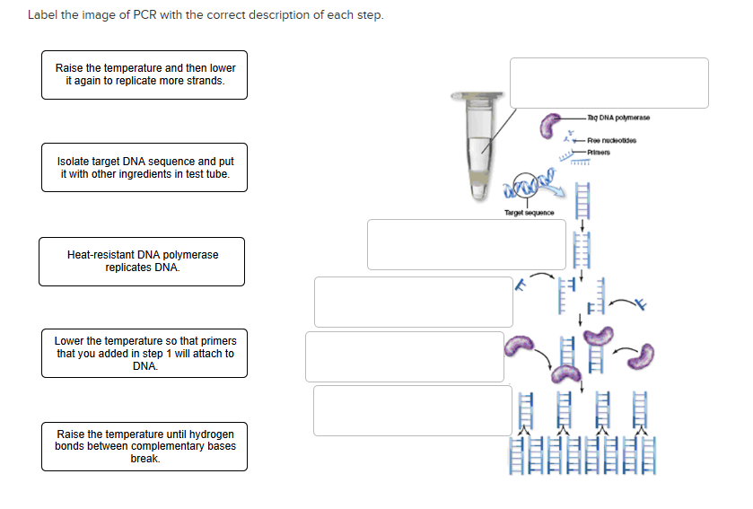 solved-label-the-image-of-pcr-with-the-correct-description-chegg