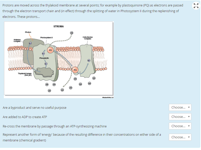 Solved Protons are moved across the thylakoid membrane at | Chegg.com