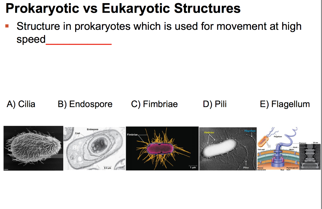 Solved Prokaryotic vs Eukaryotic Structures Structure in | Chegg.com