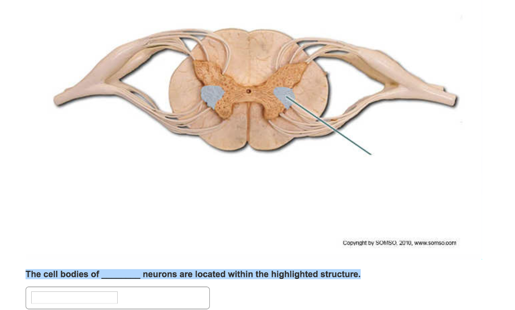 Cell Bodies Of Motor Neurons Are Located