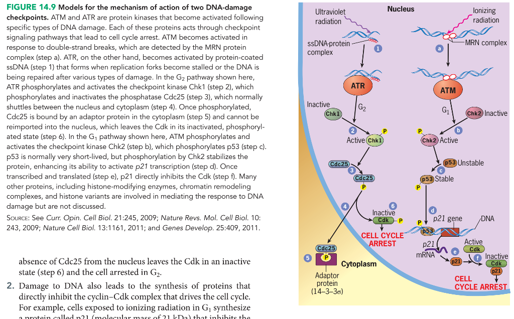 Biology Archive | July 29 2017 | Chegg.com