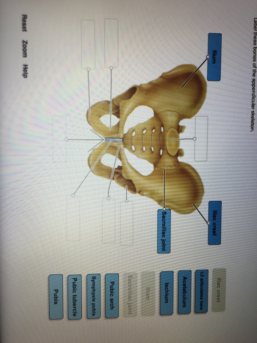 Solved Label these bones of the appendicular skeleton. | Chegg.com