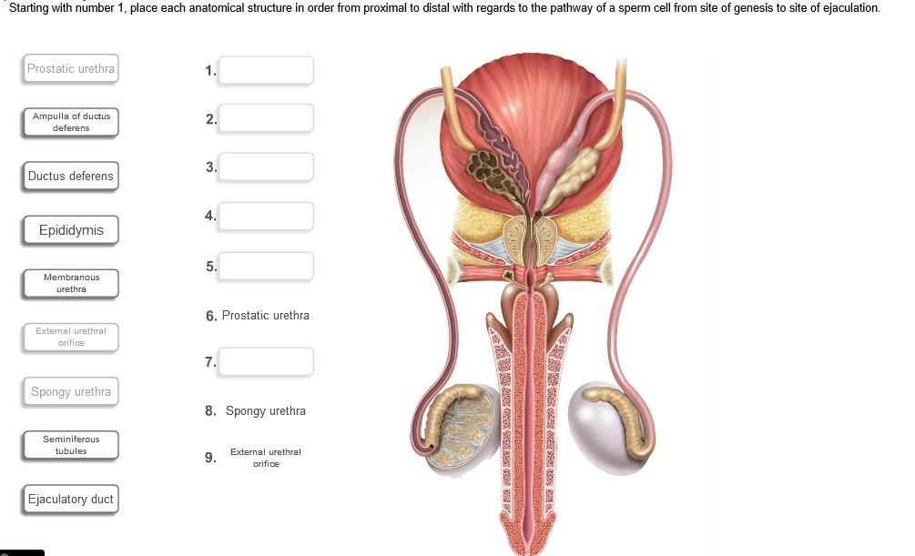 place of sperm production