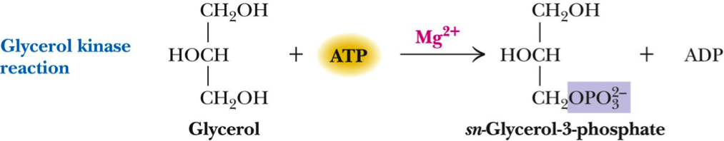 Solved: Glycerol Is A Sugar Alcohol That Can Be Used As A ... | Chegg.com